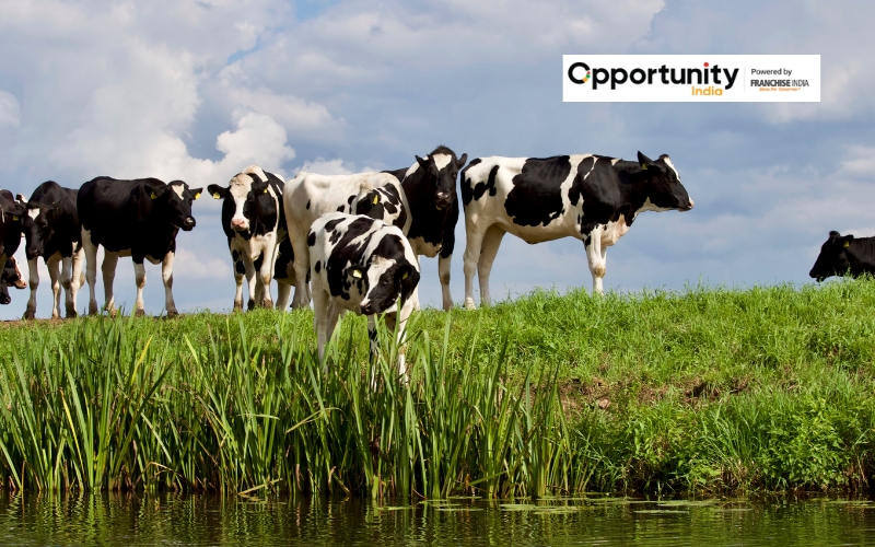 Cattle Farming Business Plan: Step-by-Step Guide